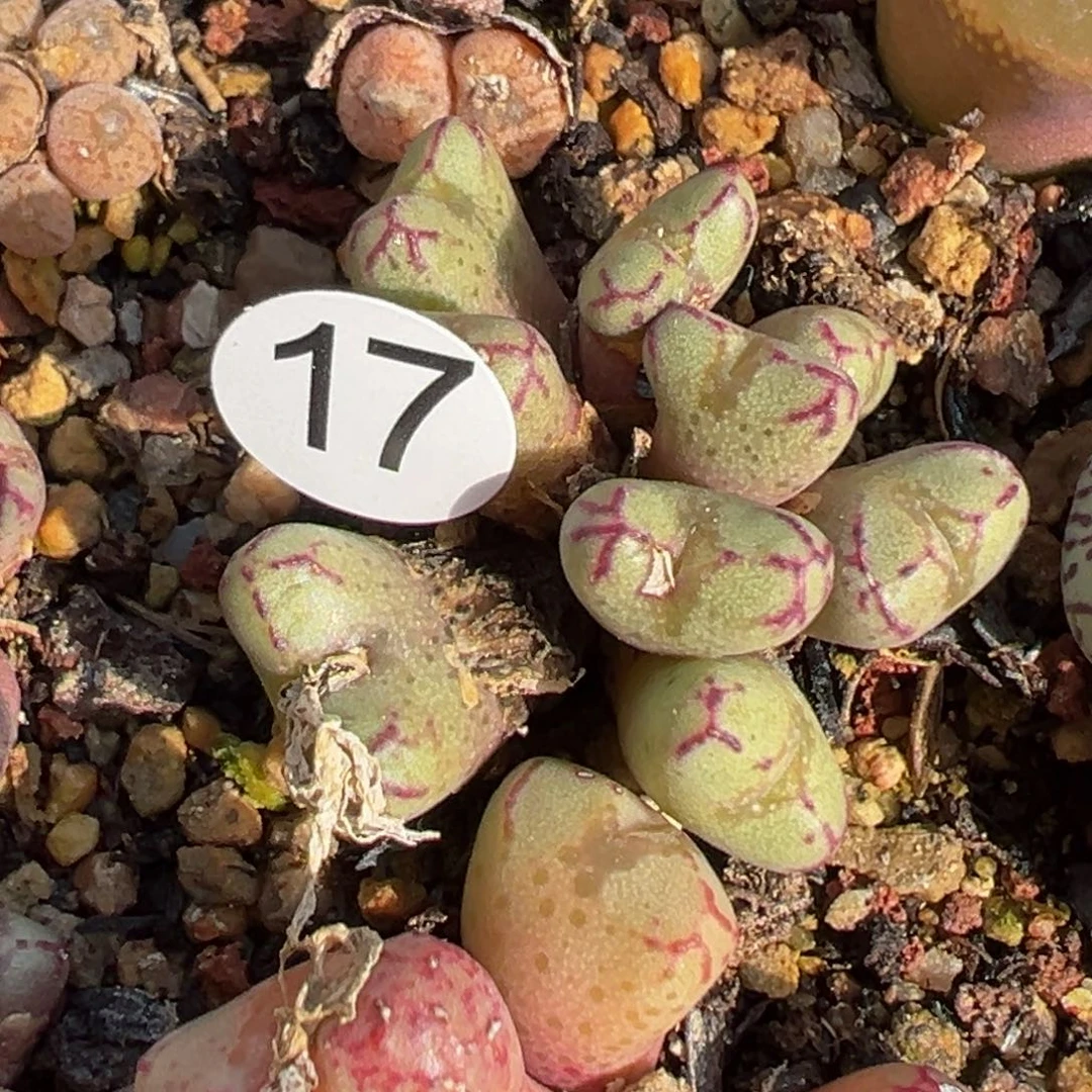 多肉植物11111111111111