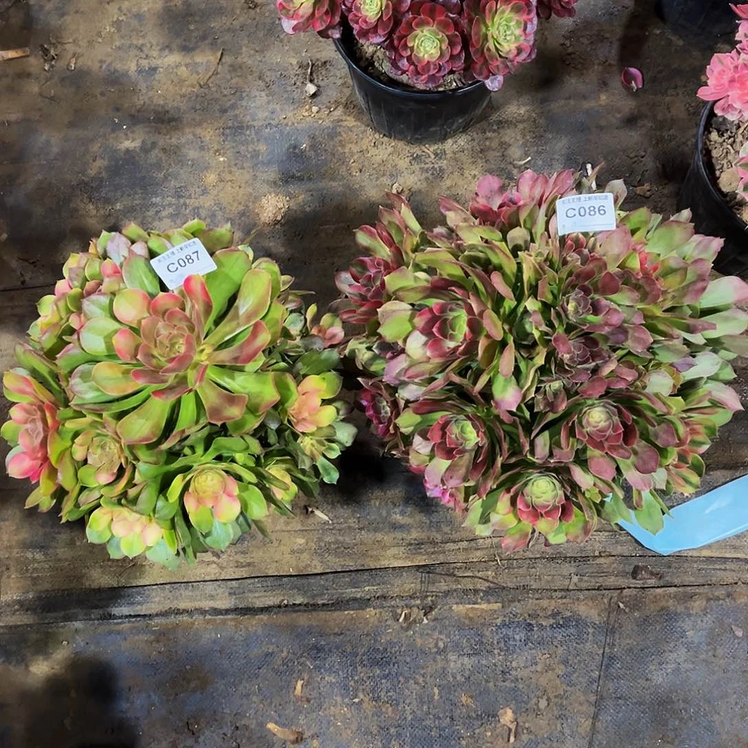 多肉植物086.087雅典娜