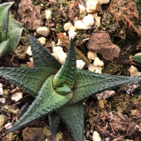 原始黑肌硬叶黑系