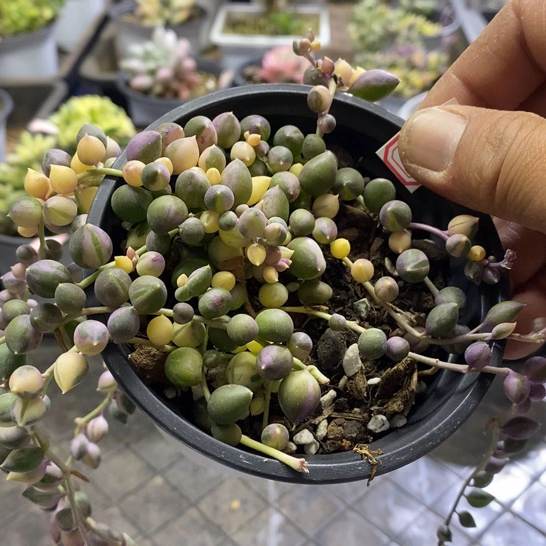 0512佛珠锦多肉植物