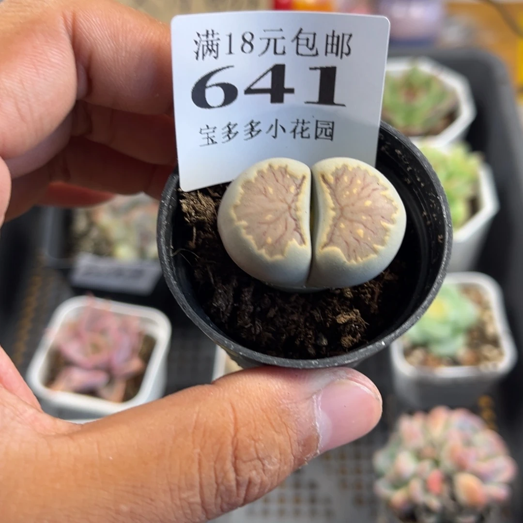 血红色生石花到手一颗一物一拍满18包邮满26送一颗精品小肉肉