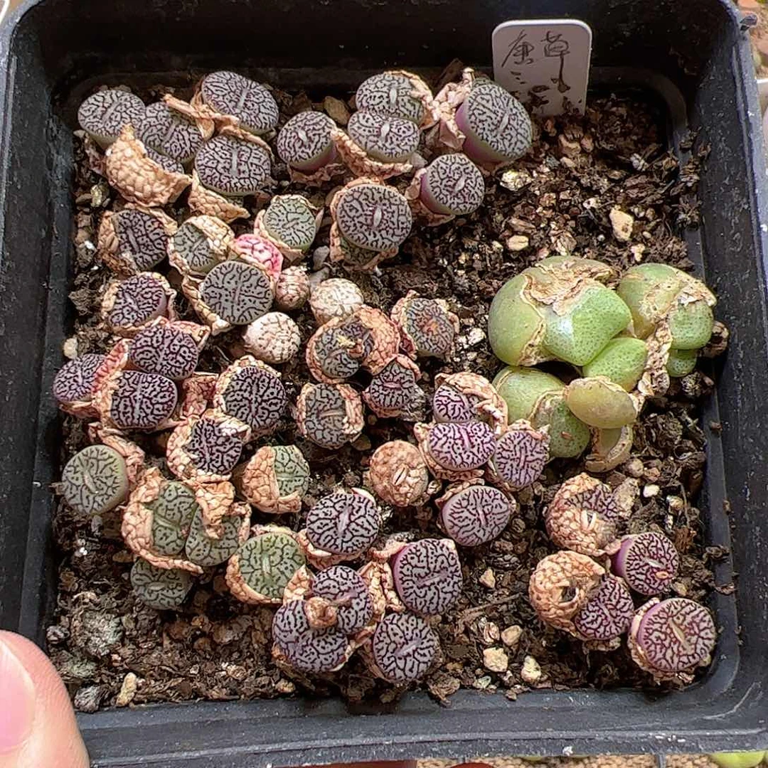 【闪购商品】431 清盒