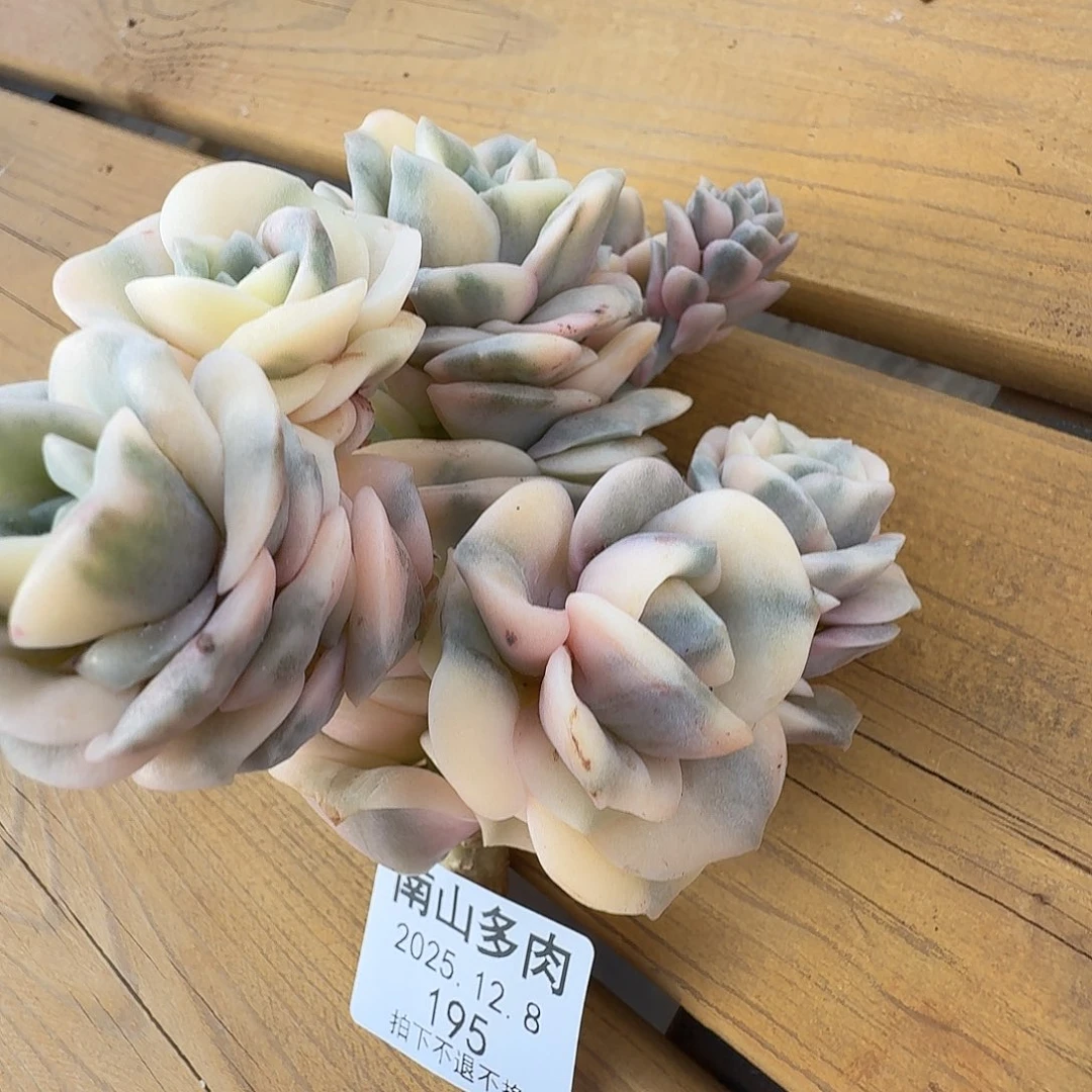 可爱玫瑰锦11128-195