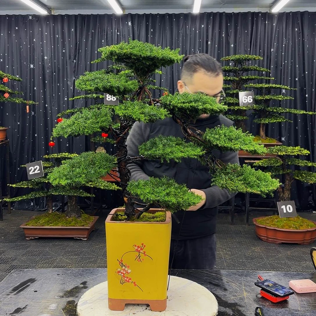 龙爪松高端造型盆景