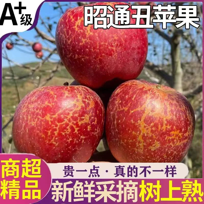 云南昭通丑苹果红富士冰糖心新鲜脆甜多汁水果现摘