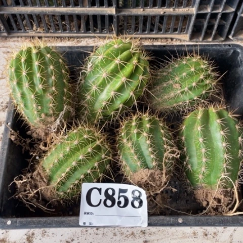 种子苗毛花柱c 858