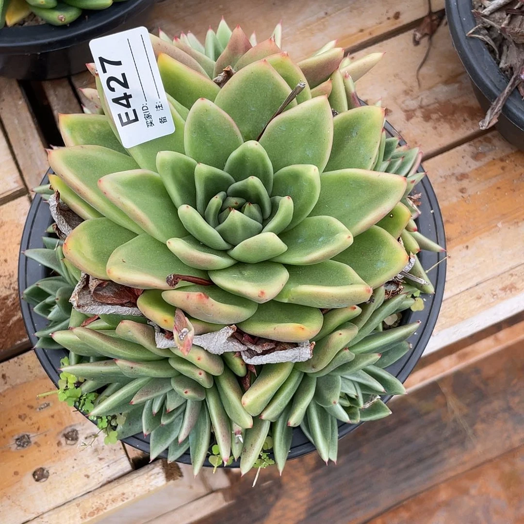 若如东云单拍E427