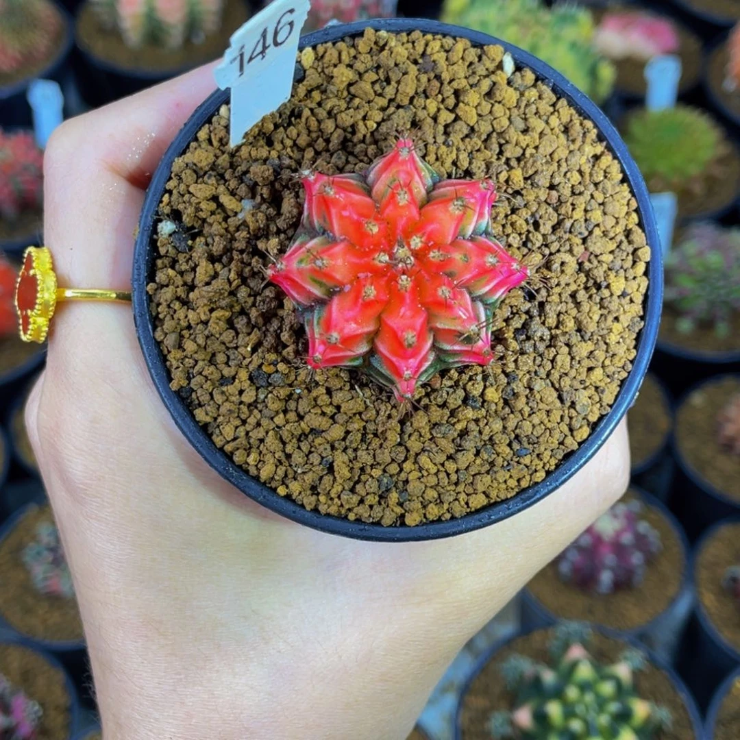 实生神品福利0000000000009