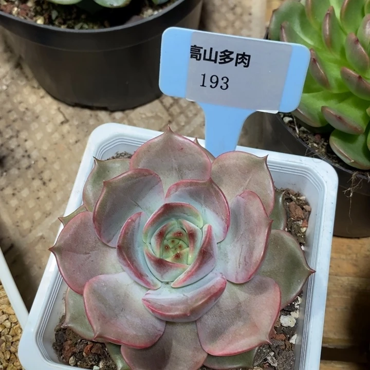 D293- 直播福利 安吉丽娜