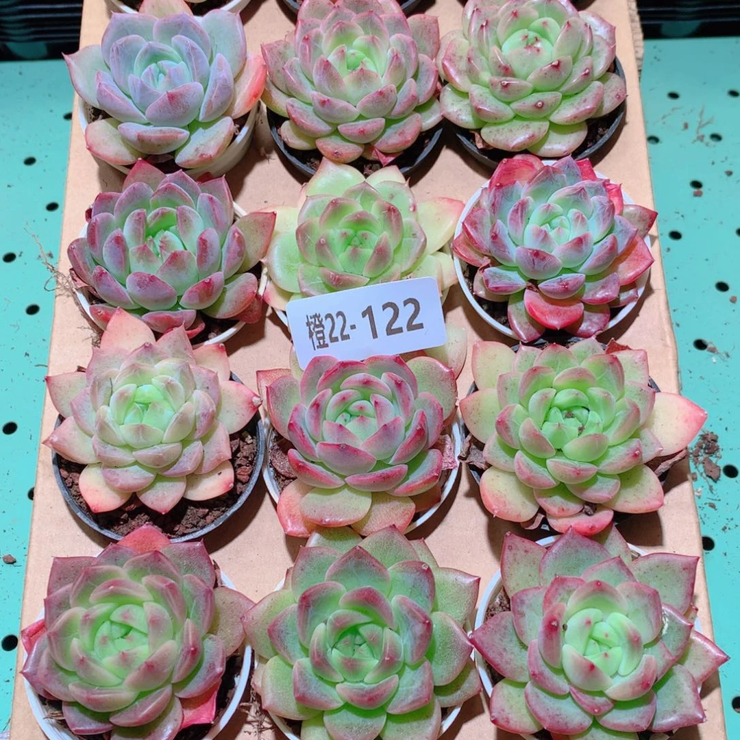 22-122一物一拍多肉带盆18颗