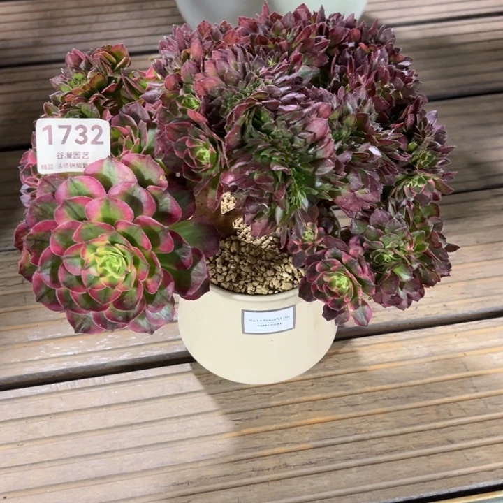 1732海王缀化（带盆带土发货）