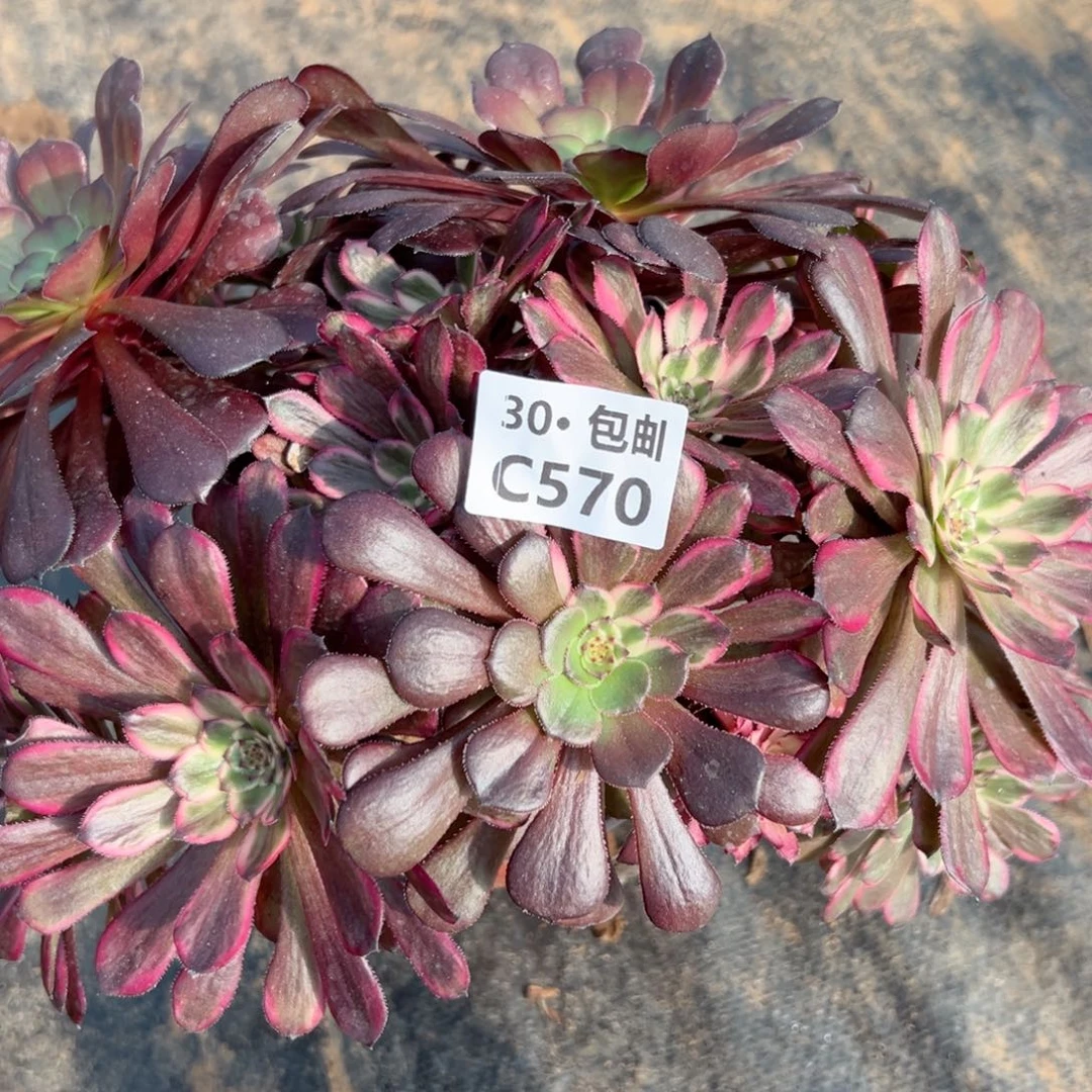 570红金刚多肉法师