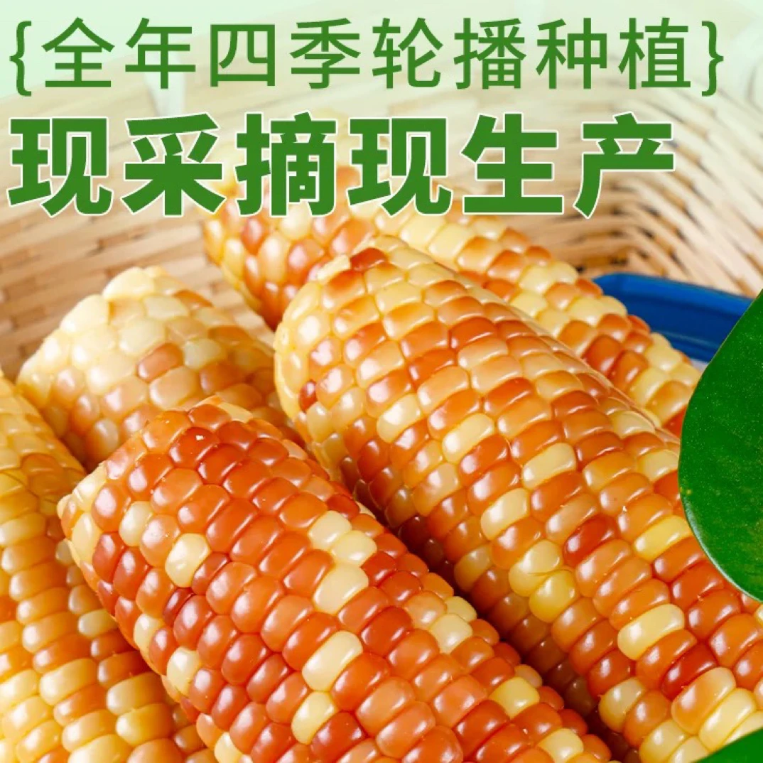 买3斤送2斤云南西双版纳迷你小花糯玉米真空锁鲜香软糯低脂轻食代