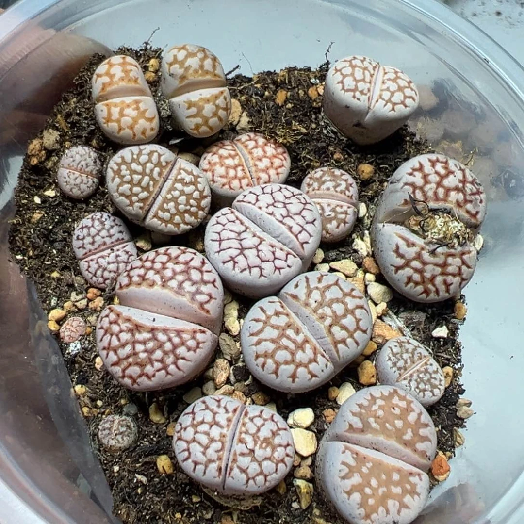 【闪购商品】 028。