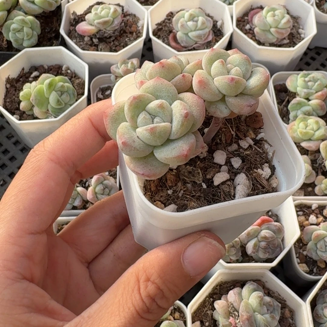 13 号到手1颗，江北多肉