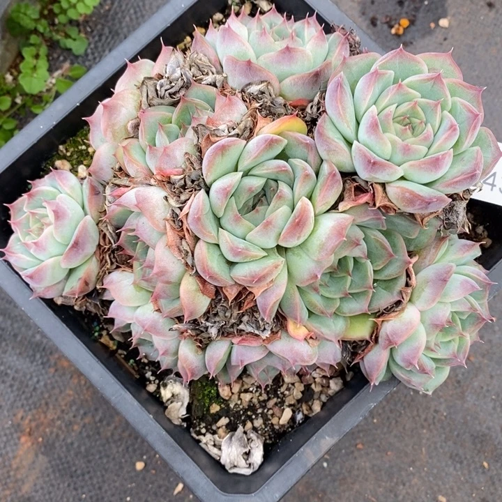 柒***婳430杂交老桩基地～16厘米