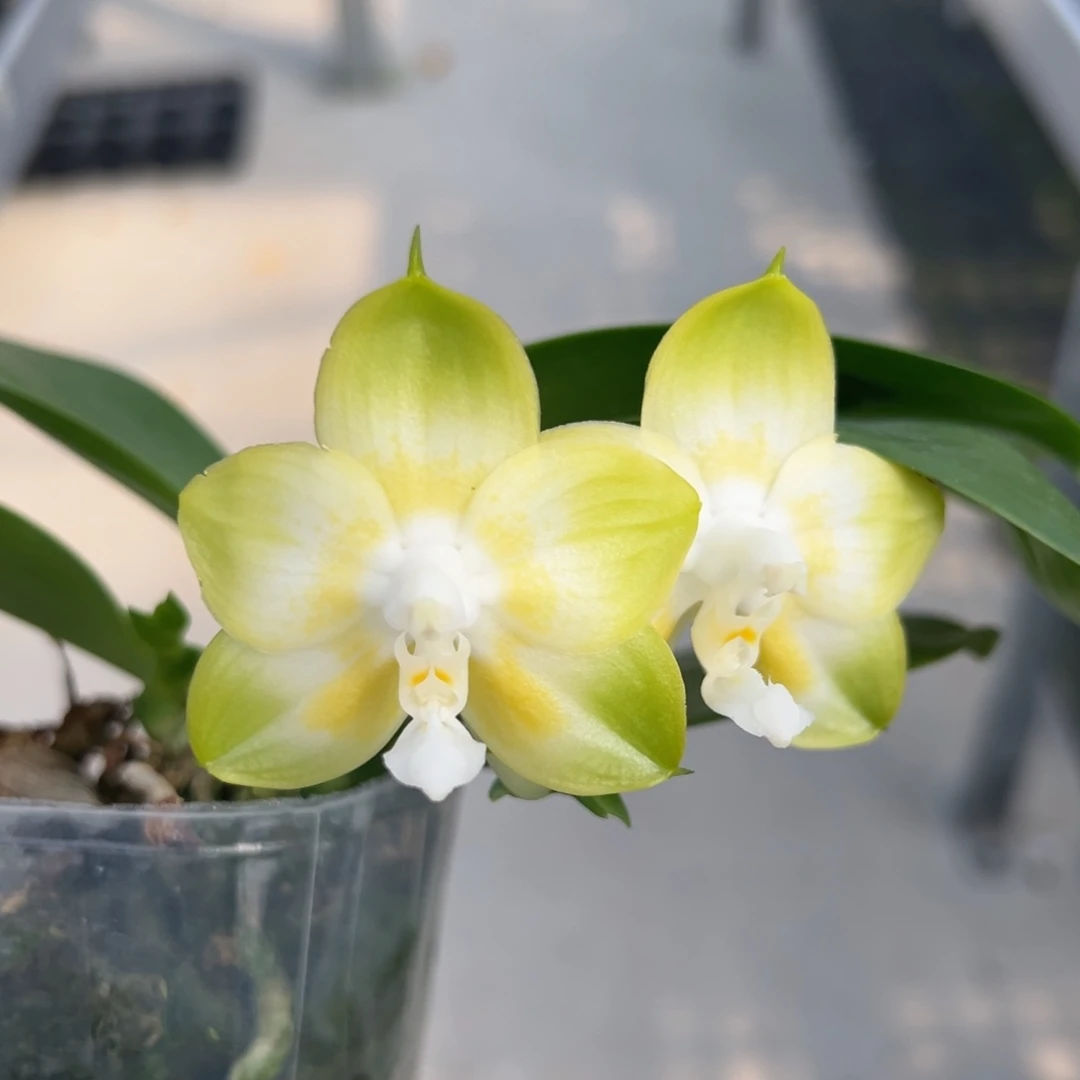 完全开放2.5寸杯帕特里