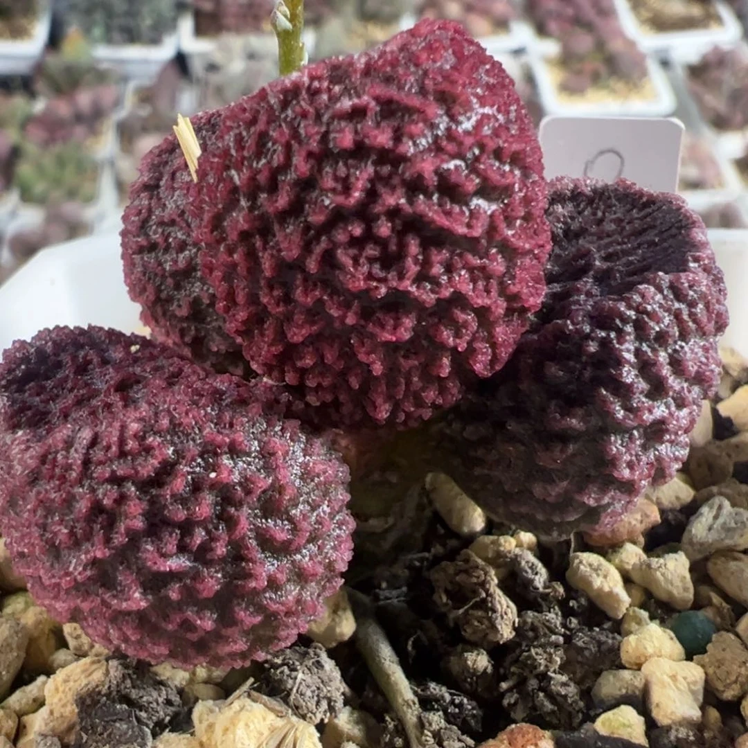 实生新品单头纯木质桩多肉植物
