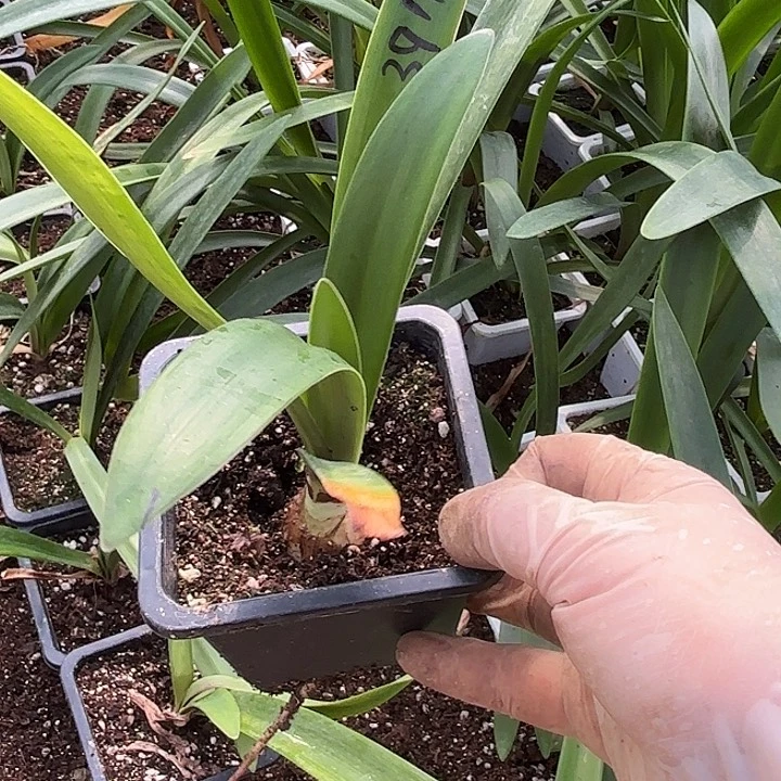 ?****?孤宝仙子2.7-3原盆原土3911