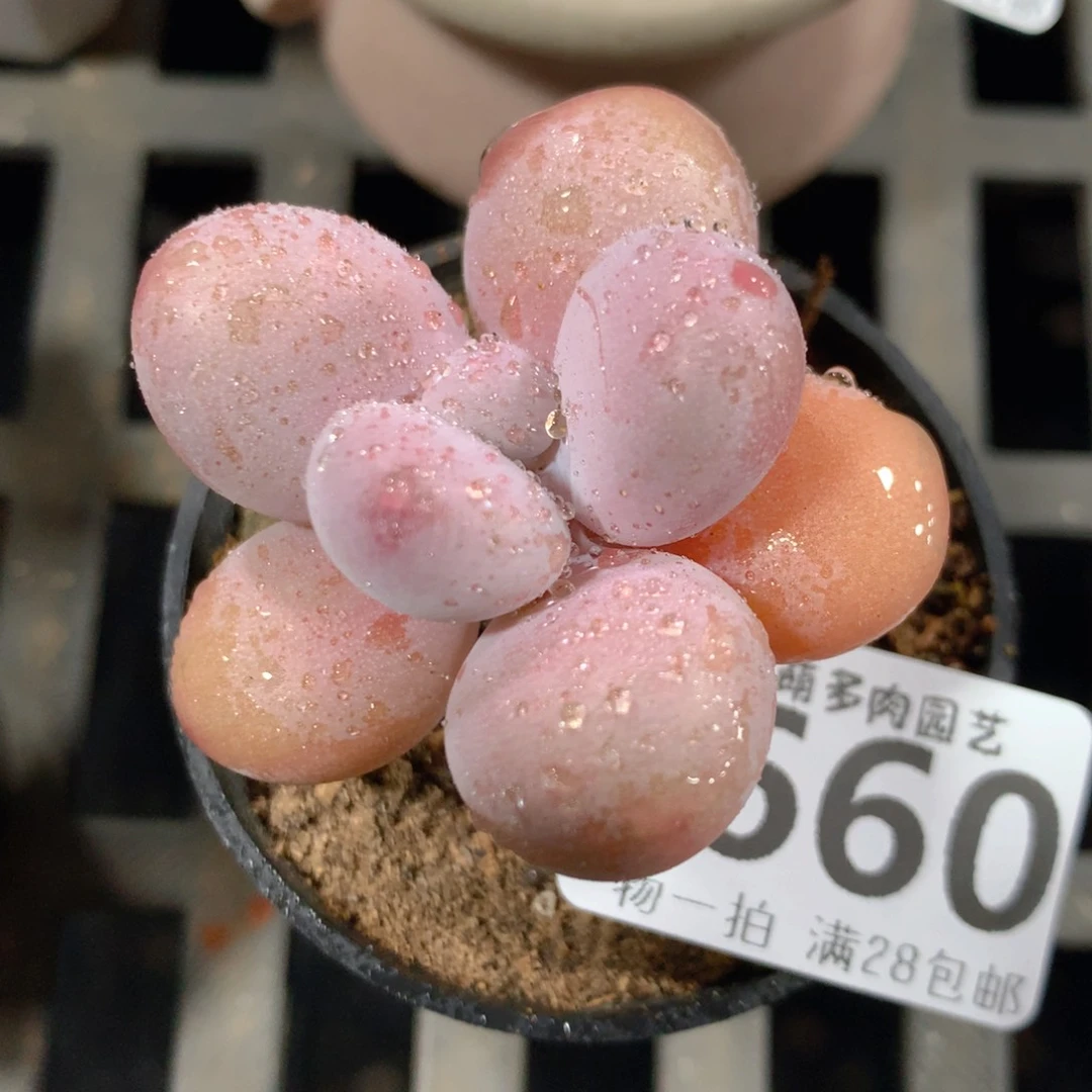 5CM拇指盆精控多肉ZG660