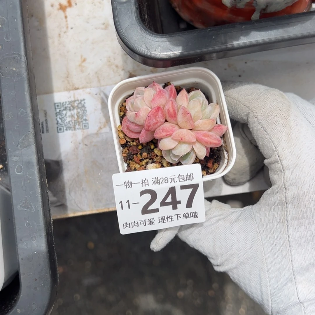 干冰多肉多肉多肉多肉