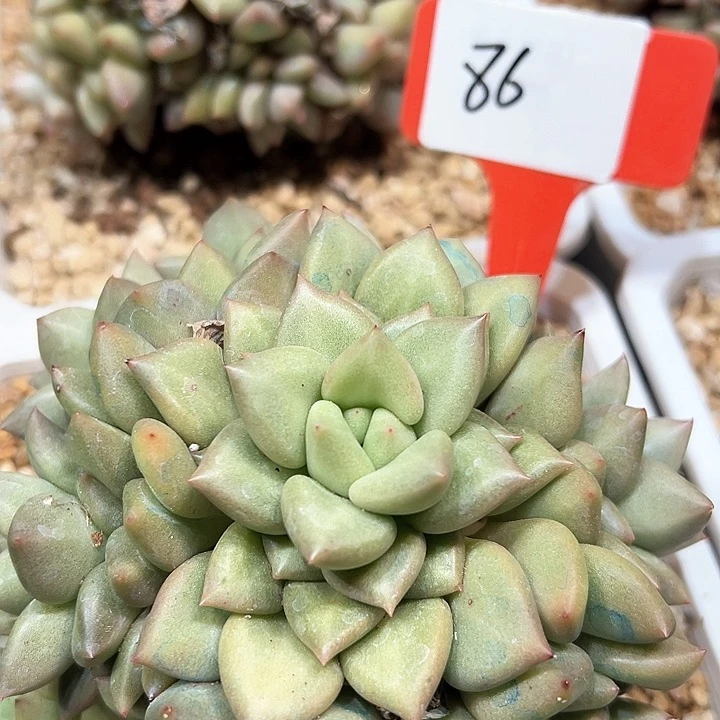 86韩版香牙一群多肉