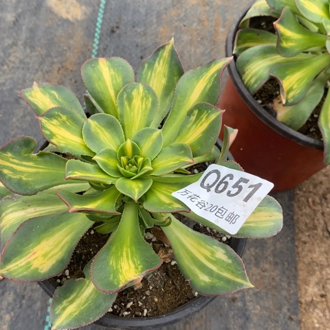 651幻影多肉植物