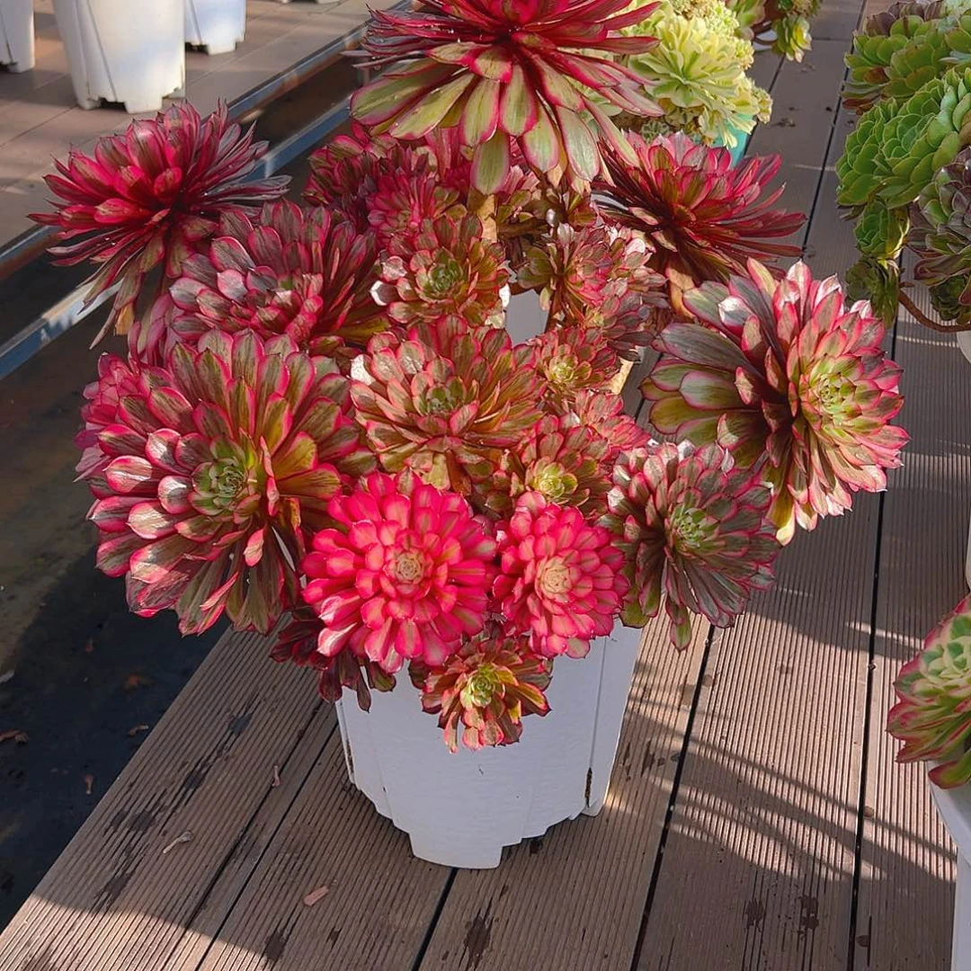 林***虎1111111111111111111