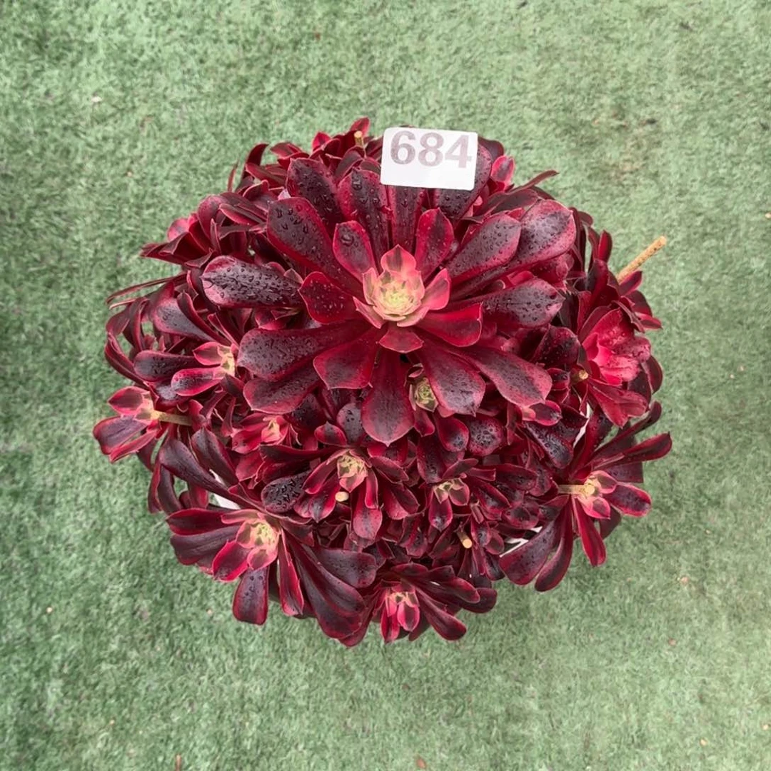 j****8684！美杜莎法师多肉植物