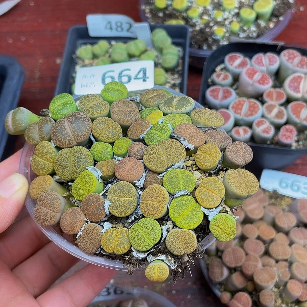 66400000000花花花花花花花花