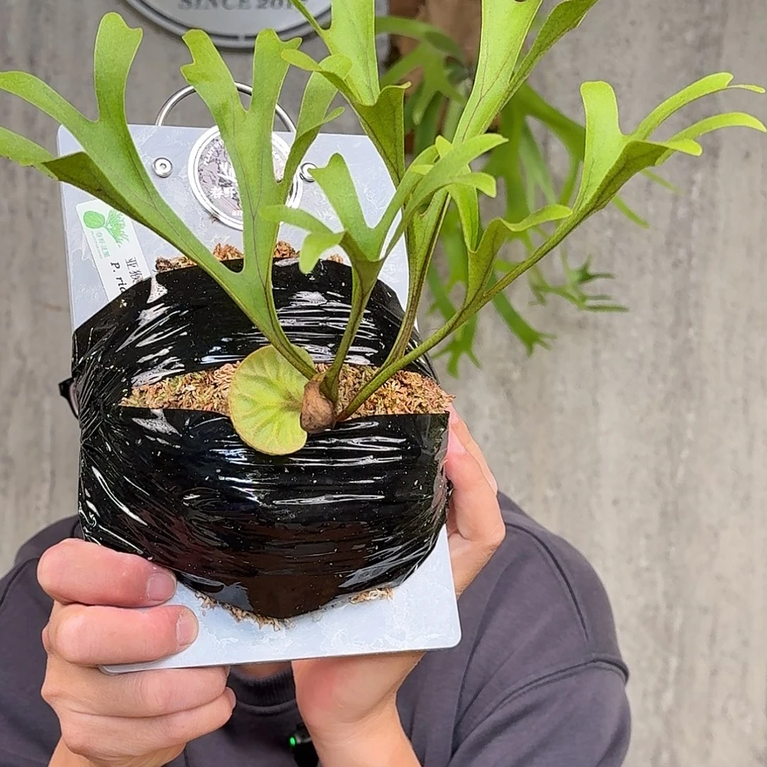 完全开放亚猴鹿角蕨春野花园