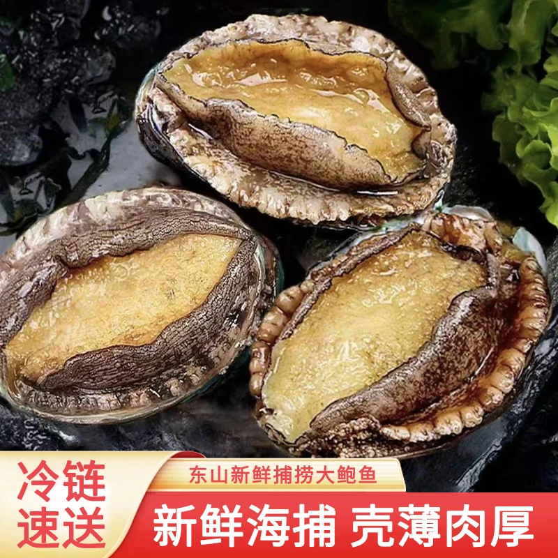【鲜活发货】大鲍鱼东山岛鲜活鲍鱼新鲜海鲜水产 坏死包赔顺丰发货