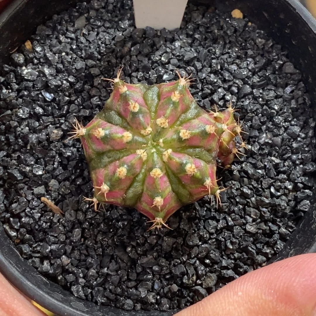 精品海神—脱土发货4