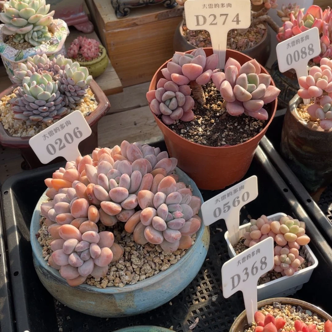 西**丹0206274香水白鹭不带盆