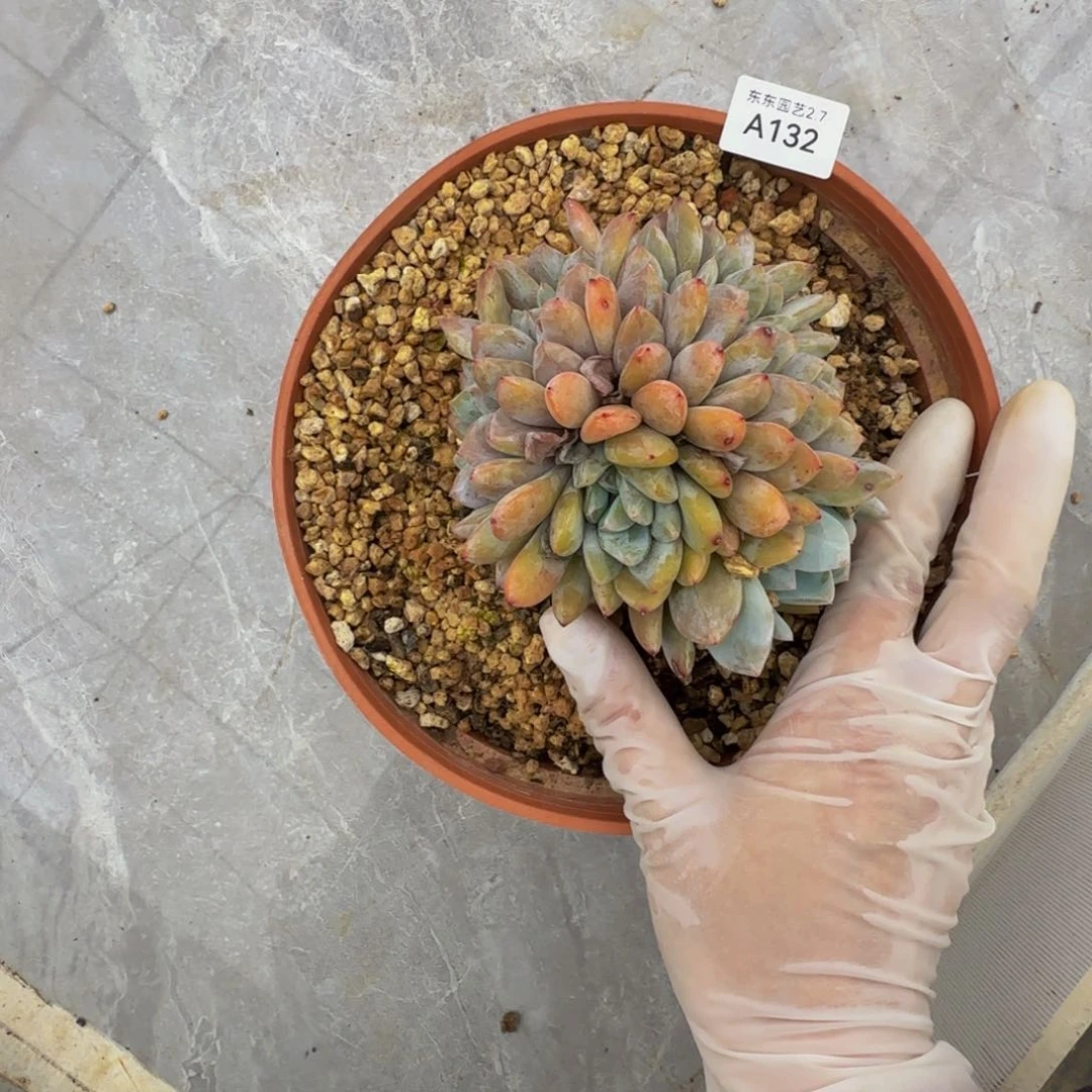 a a a a a a a a a 132