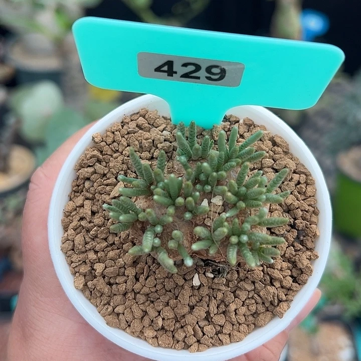 韧锦产地多肉植物