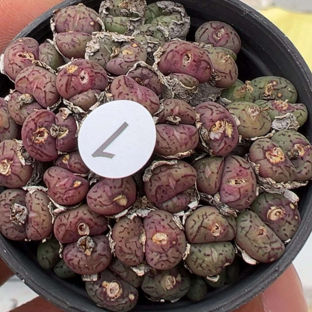 多肉植物111111111111111