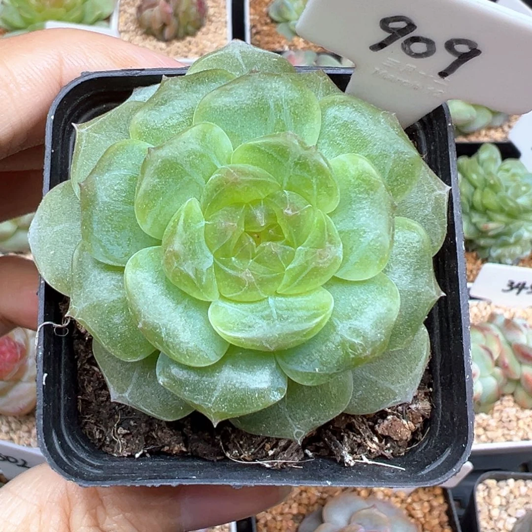 余***己909号无尽灯，晗雨多肉