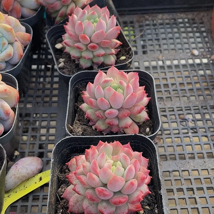 胭脂豆带盆土发货