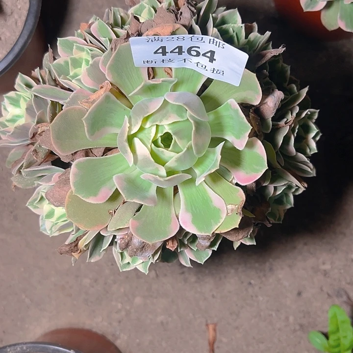 4464女妖多肉植物