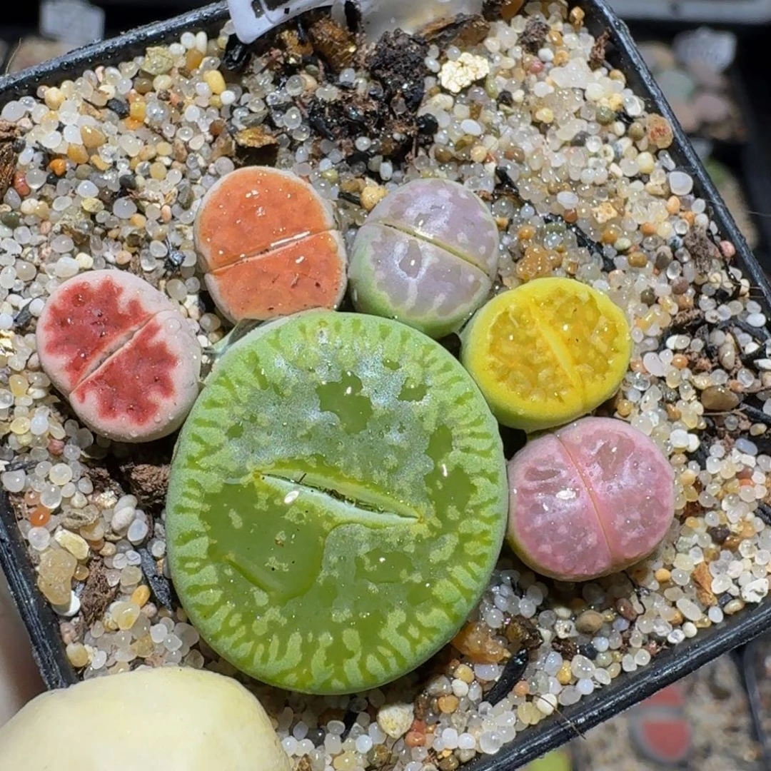 ZzZz生石花肉锥1834