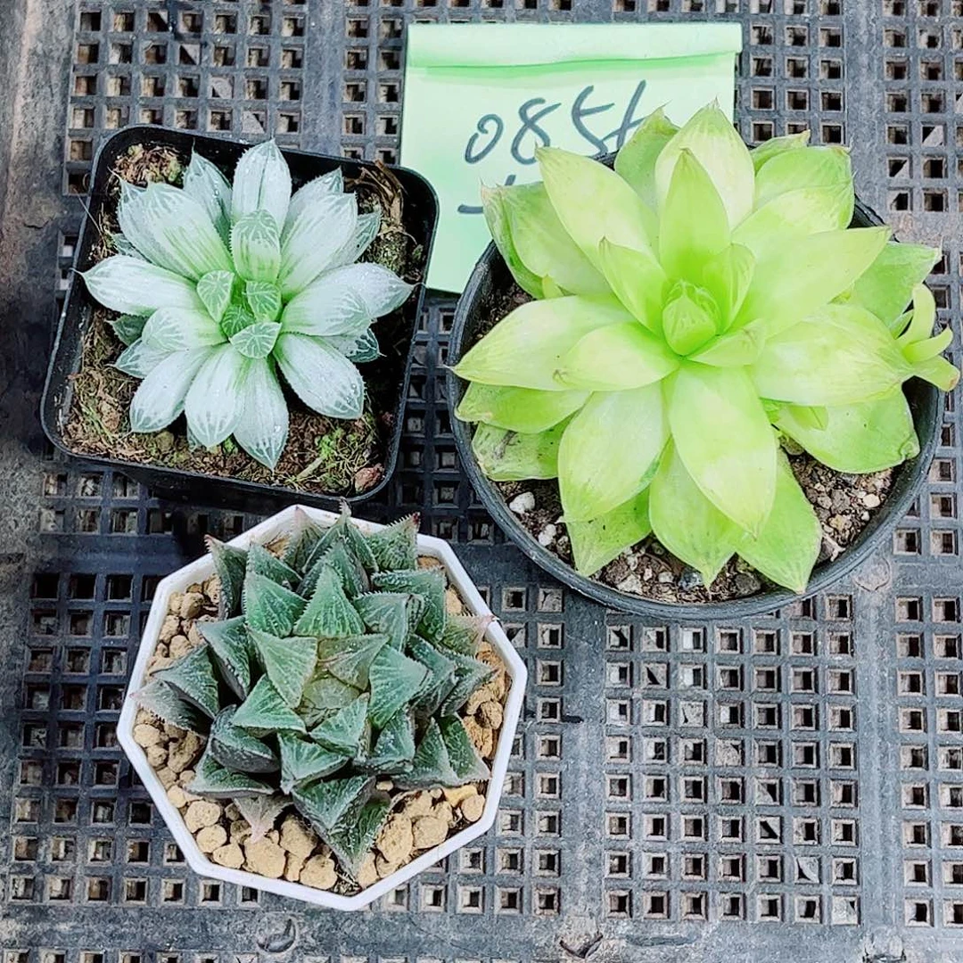 白斑实生寿玉露多肉