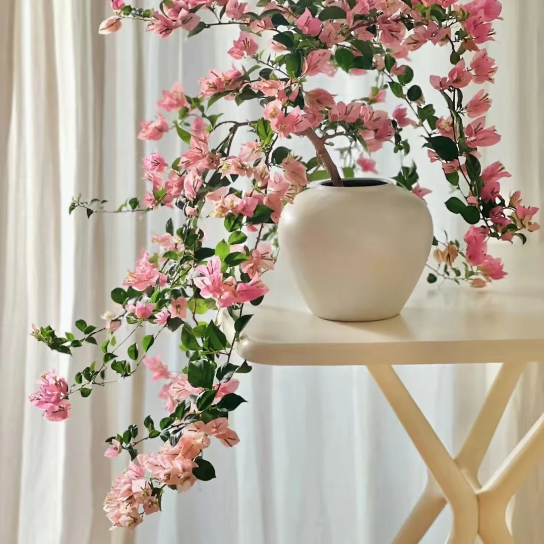 三角梅稀有品种【米罗】带土带根带叶不带花