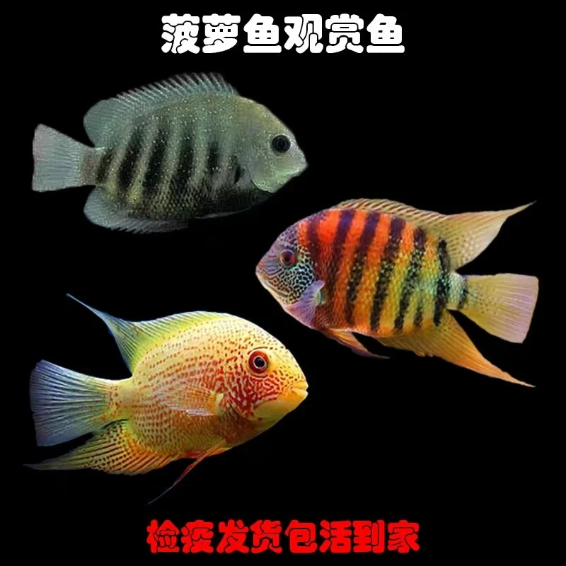 钻石菠萝斗鱼射水鱼一眉道人12-13公分