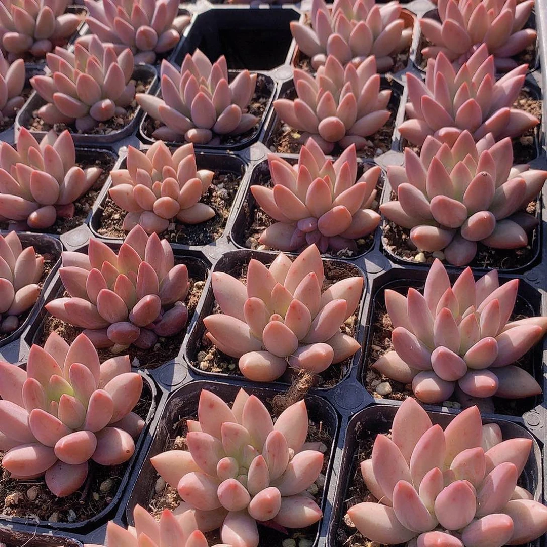 两颗水晶球2356678889999