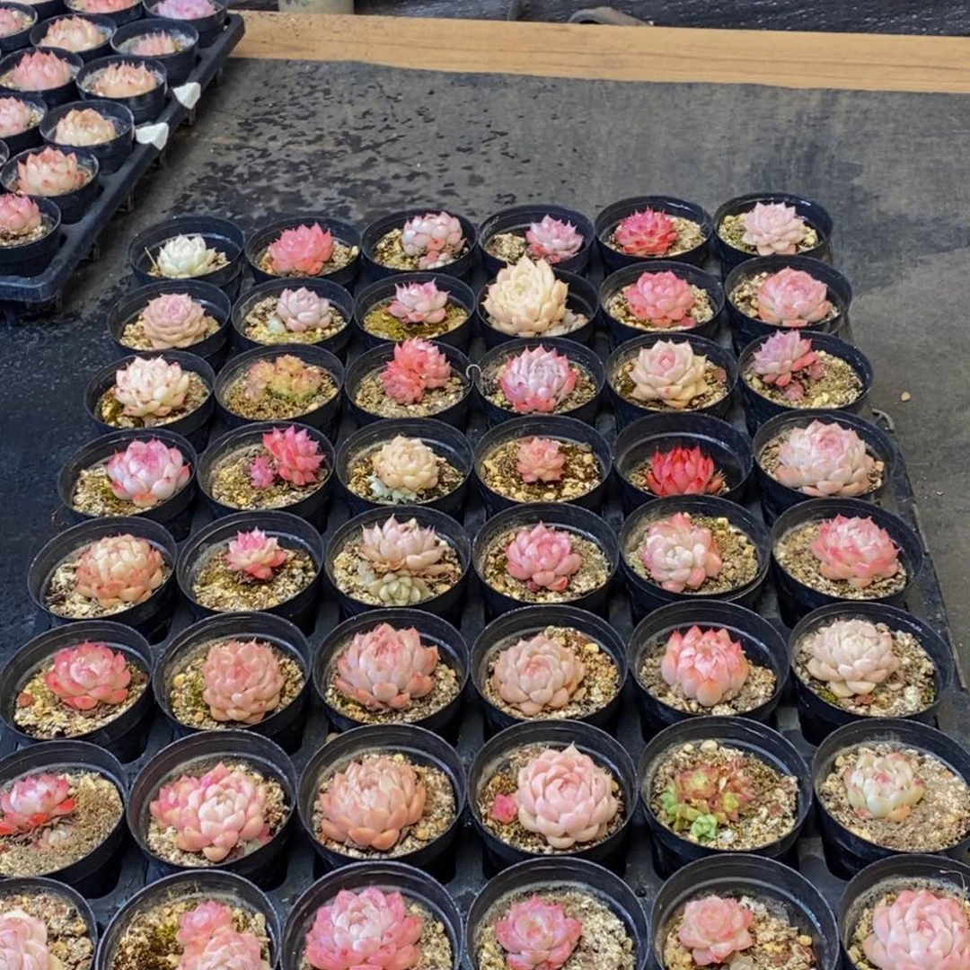 746多肉植物我都不知道