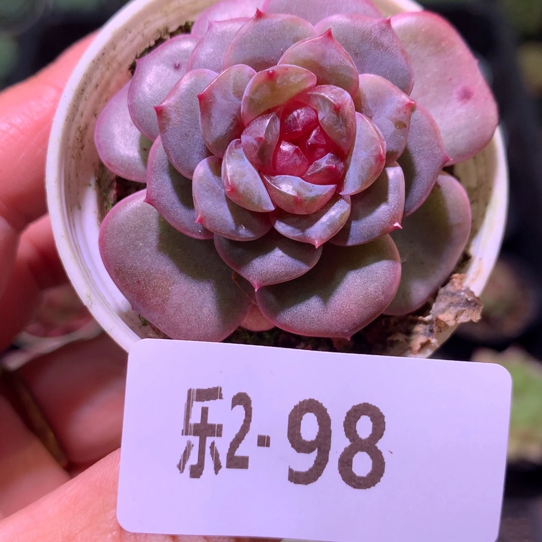 乐然 2-98 新品珍妮