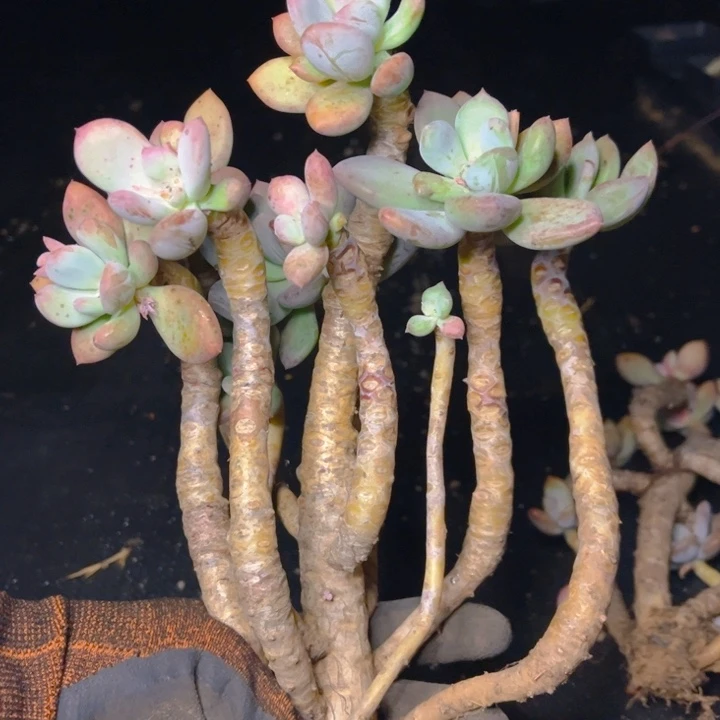 特价瑕疵福利老桩