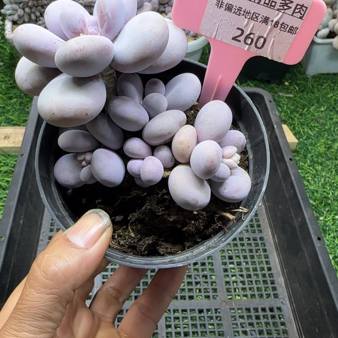 锦安精品多肉植物260