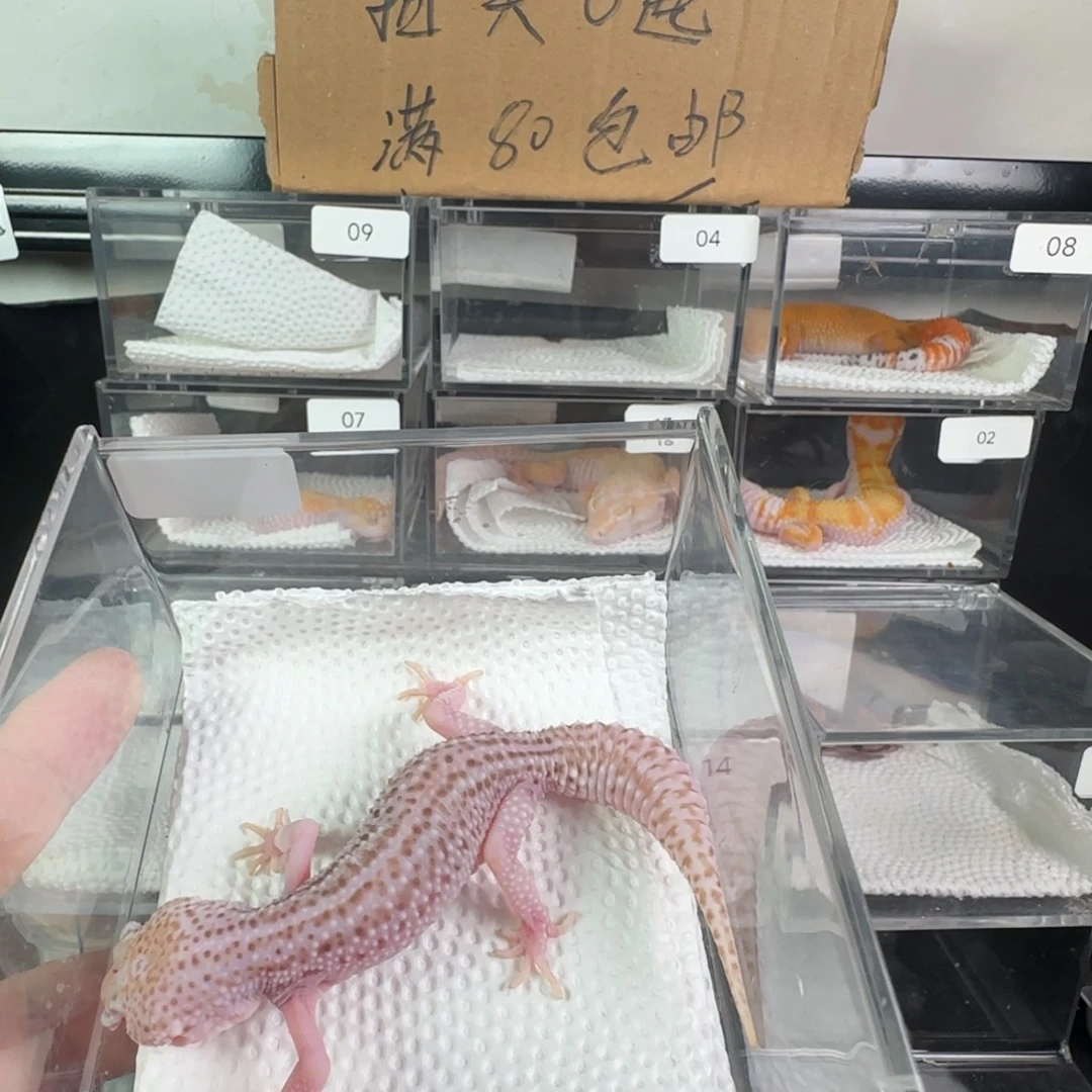 豹纹守宫超级雪花雷达妹妹